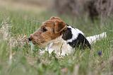 FOX TERRIER 590